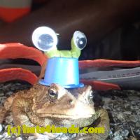 /home//u458753944/public_html/sourcegallery//Roxborough Toad Detour/2013-2019/2018/2018-04-13/P4130037.JPG